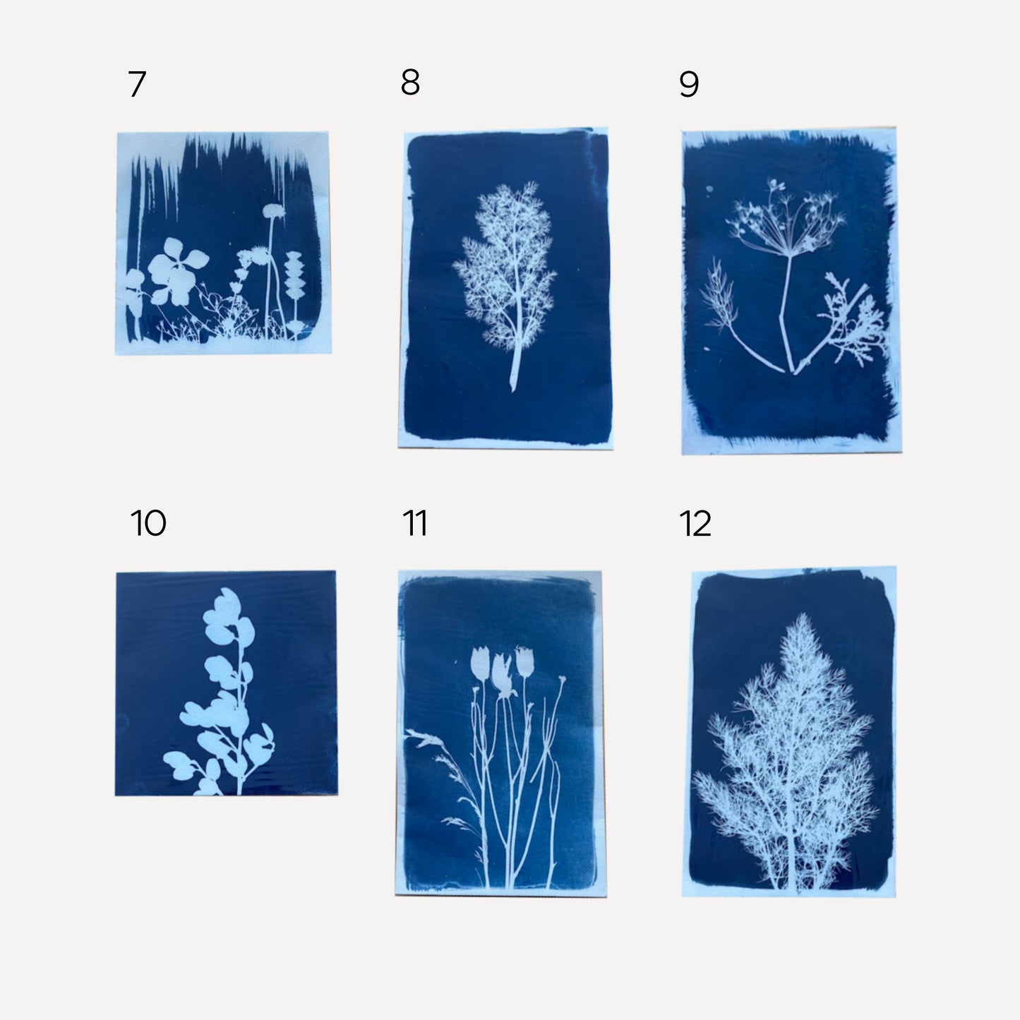 Cyanotype Prints