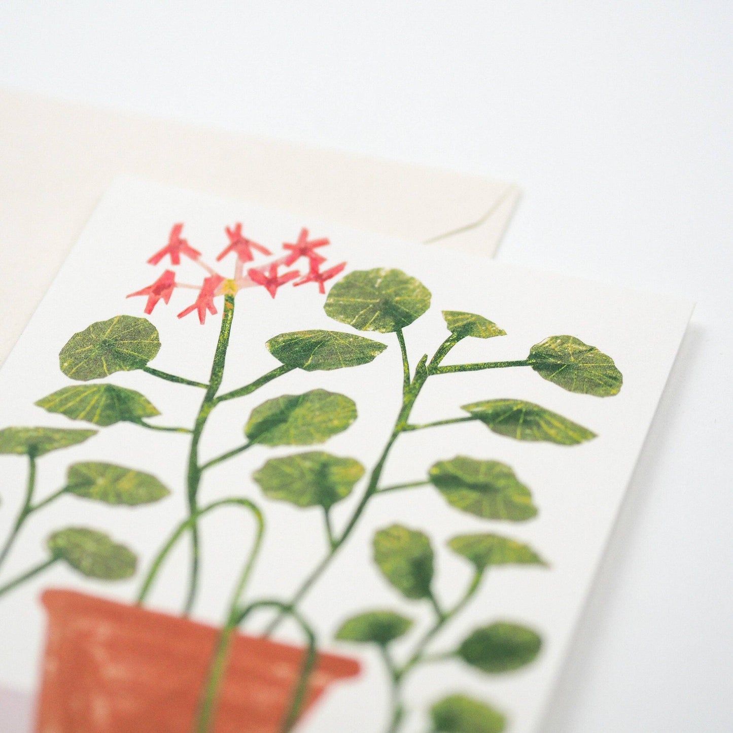 Scented Geranium
