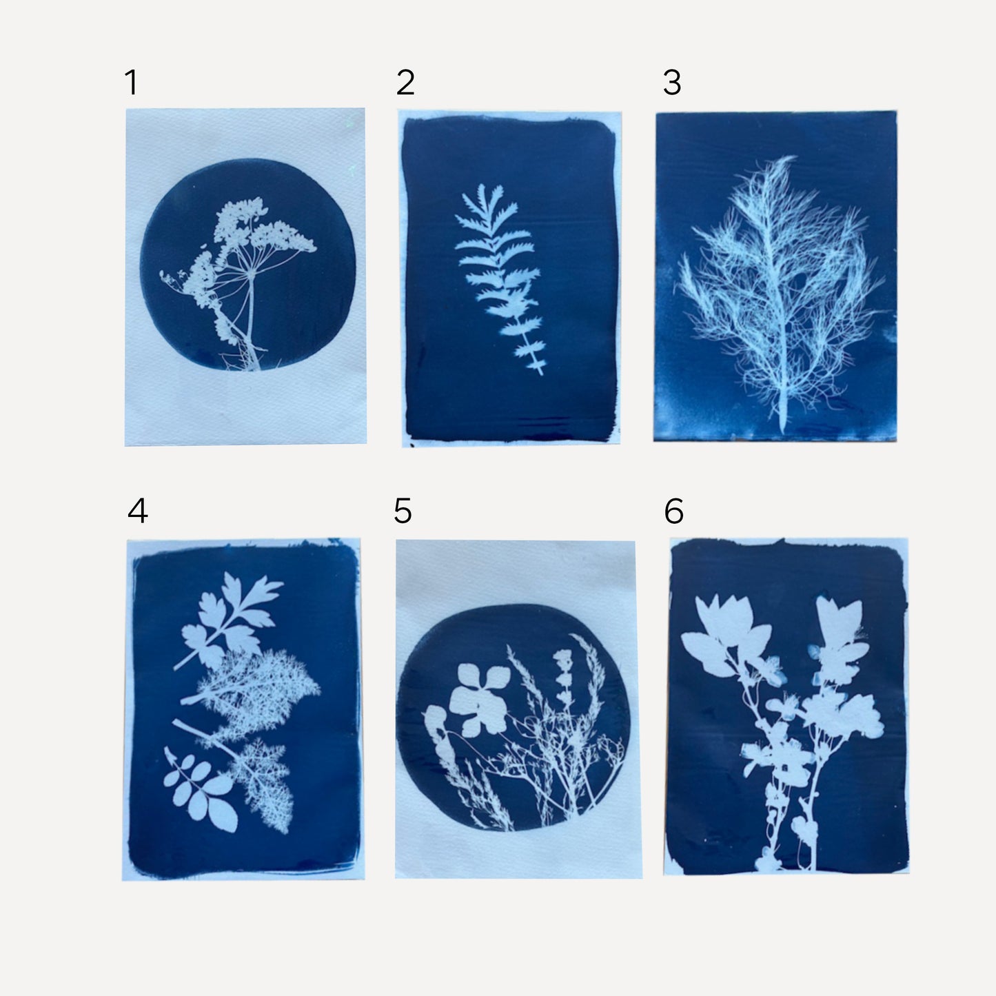 Cyanotype Prints