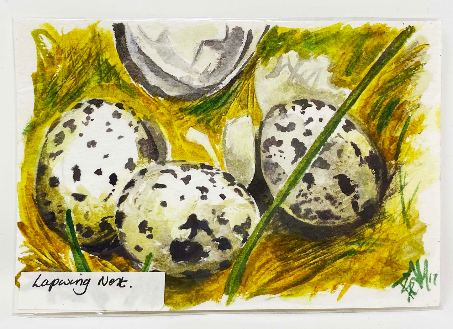 Lapwing Nest Watercolour by Burgette Matthews