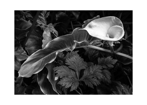 Calla Lily Greetings Card by Jim Souper