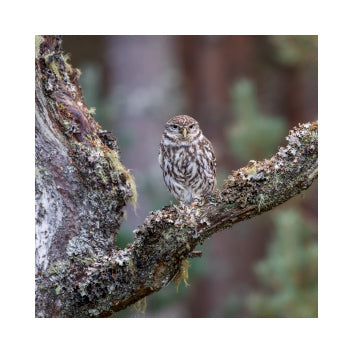 Tiny Owl Greetings Card by Jim Souper