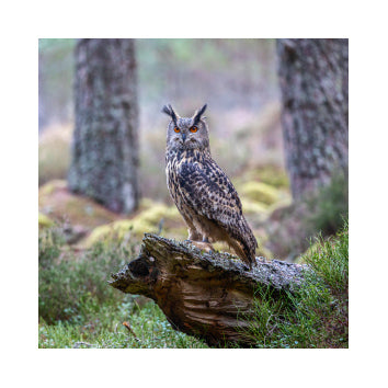 Eagle Owl Greetings Card by Jim Souper