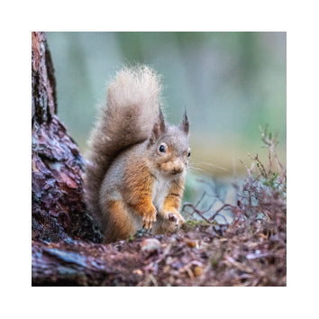 Red Squirrel 1 Greetings Card by Jim Souper